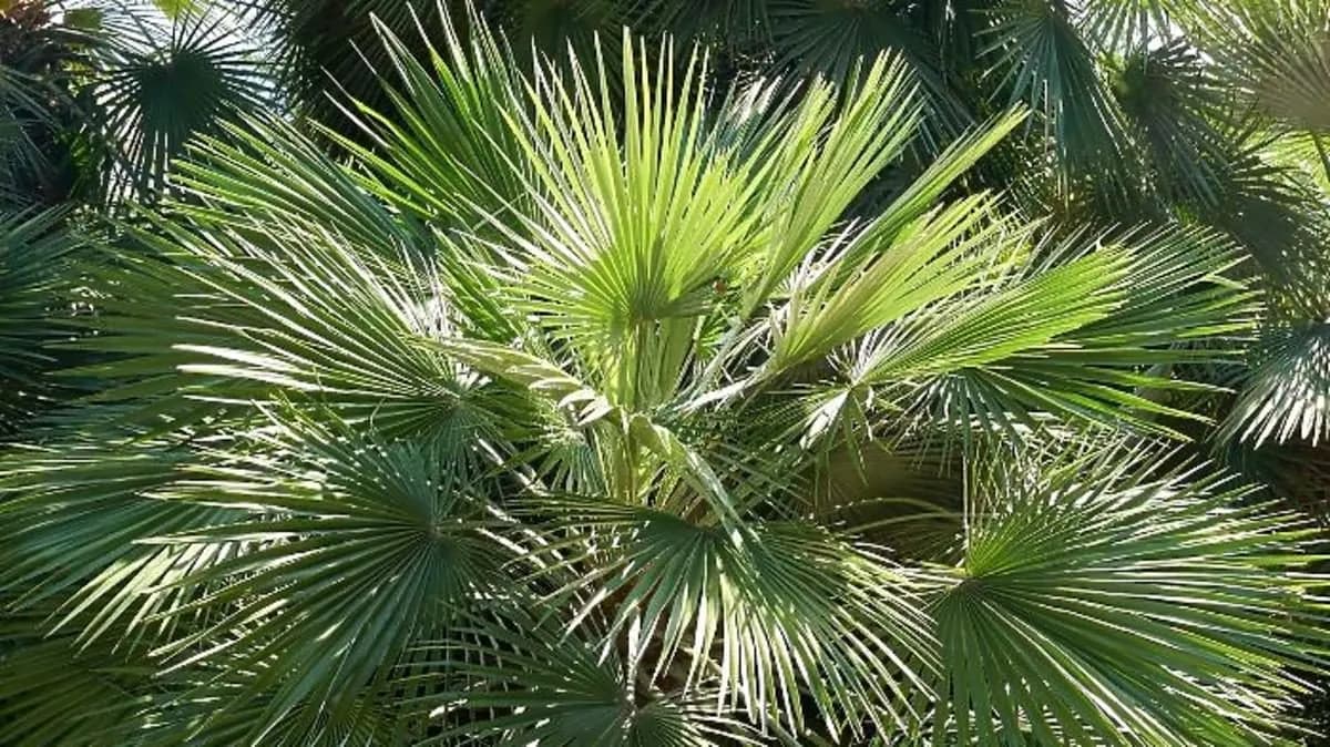Palma sabałowa: 5 nieoczekiwanych korzyści dla twojego zdrowia