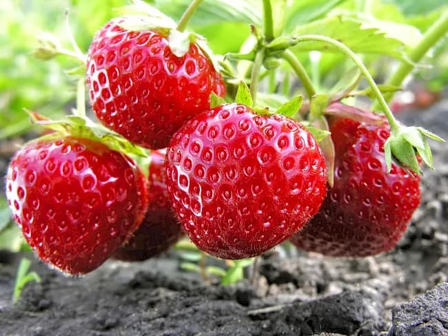 Ile kalorii ma truskawka? Poznaj wartości odżywcze tego pysznego owocu